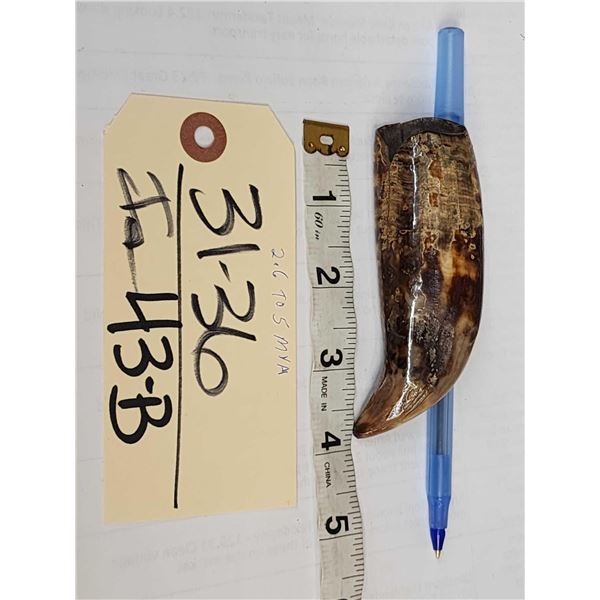 Ancient Fossilized Killer Whale Tooth