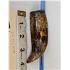 Image 2 : Ancient Fossilized Killer Whale Tooth