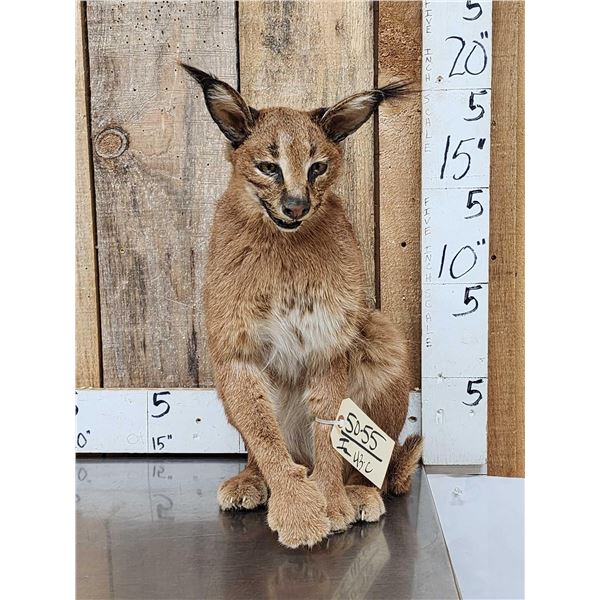 African Caracal Cat Full Body Taxidermy Mount