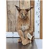 Image 1 : African Caracal Cat Full Body Taxidermy Mount