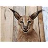 Image 2 : African Caracal Cat Full Body Taxidermy Mount