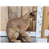Image 3 : African Caracal Cat Full Body Taxidermy Mount