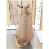 Image 4 : African Caracal Cat Full Body Taxidermy Mount