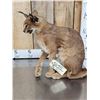 Image 5 : African Caracal Cat Full Body Taxidermy Mount
