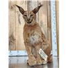 Image 6 : African Caracal Cat Full Body Taxidermy Mount