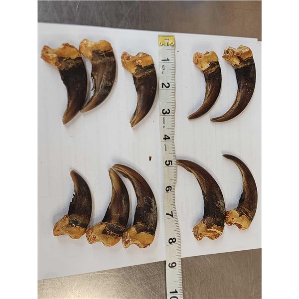 Set Of 10 Front Grizzly Bear Claws Taxidermy