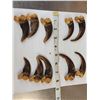 Image 1 : Set Of 10 Front Grizzly Bear Claws Taxidermy