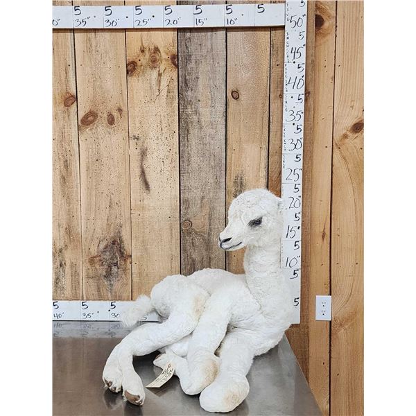 Baby Camel Full Body Taxidermy Mount