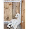 Image 1 : Baby Camel Full Body Taxidermy Mount