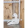 Image 2 : Baby Camel Full Body Taxidermy Mount