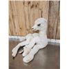Image 5 : Baby Camel Full Body Taxidermy Mount