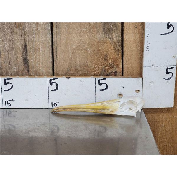 African Yellow Billed Stork Skull Taxidermy