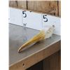 Image 4 : African Yellow Billed Stork Skull Taxidermy