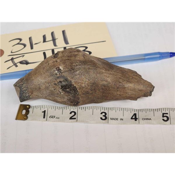 Ancient Fossilized Sperm Whale Tooth