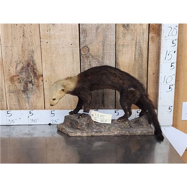 South American Tayra Full Body Taxidermy Mount