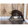Image 1 : South American Tayra Full Body Taxidermy Mount