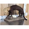 Image 2 : South American Tayra Full Body Taxidermy Mount