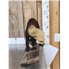 Image 3 : South American Tayra Full Body Taxidermy Mount
