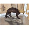 Image 4 : South American Tayra Full Body Taxidermy Mount