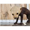 Image 5 : South American Tayra Full Body Taxidermy Mount