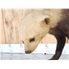 Image 6 : South American Tayra Full Body Taxidermy Mount