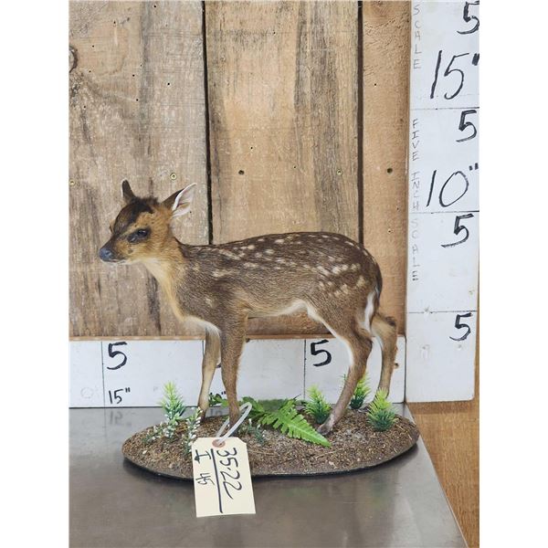 Baby Roe Deer Fawn Full Body Taxidermy Mount