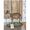 Image 1 : Baby Roe Deer Fawn Full Body Taxidermy Mount
