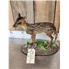 Image 2 : Baby Roe Deer Fawn Full Body Taxidermy Mount