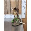 Image 3 : Baby Roe Deer Fawn Full Body Taxidermy Mount
