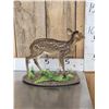 Image 4 : Baby Roe Deer Fawn Full Body Taxidermy Mount