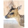 Image 6 : Baby Roe Deer Fawn Full Body Taxidermy Mount