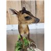 Image 7 : Baby Roe Deer Fawn Full Body Taxidermy Mount