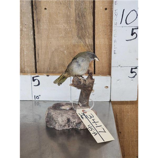 Female Sierra Finch Full Body Bird Taxidermy