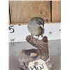 Image 2 : Female Sierra Finch Full Body Bird Taxidermy