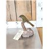 Image 3 : Female Sierra Finch Full Body Bird Taxidermy