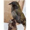 Image 4 : Female Sierra Finch Full Body Bird Taxidermy