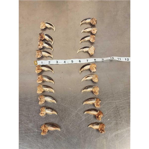 Complete Set Of 20 Polar Bear Claws Taxidermy