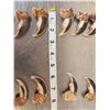 Image 2 : Complete Set Of 20 Polar Bear Claws Taxidermy