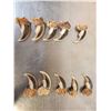 Image 3 : Complete Set Of 20 Polar Bear Claws Taxidermy