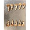 Image 4 : Complete Set Of 20 Polar Bear Claws Taxidermy