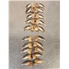 Image 5 : Complete Set Of 20 Polar Bear Claws Taxidermy