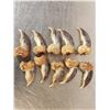 Image 6 : Complete Set Of 20 Polar Bear Claws Taxidermy
