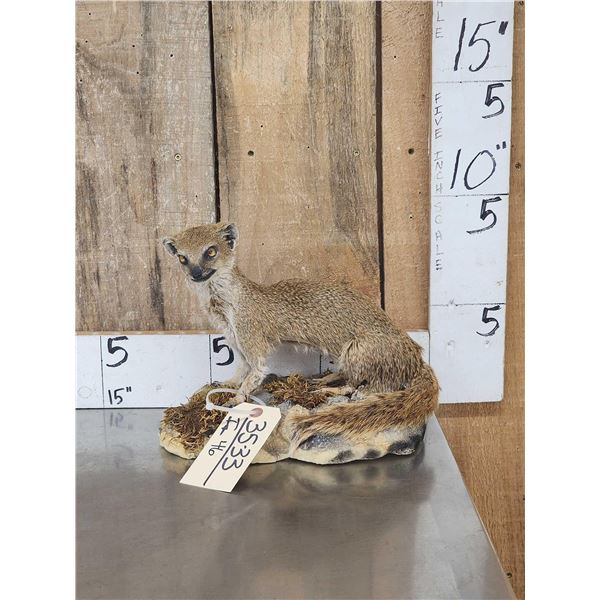African Meerkat Full Body Taxidermy Mount