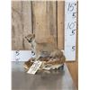 Image 1 : African Meerkat Full Body Taxidermy Mount