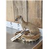 Image 2 : African Meerkat Full Body Taxidermy Mount