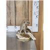 Image 3 : African Meerkat Full Body Taxidermy Mount