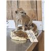 Image 4 : African Meerkat Full Body Taxidermy Mount