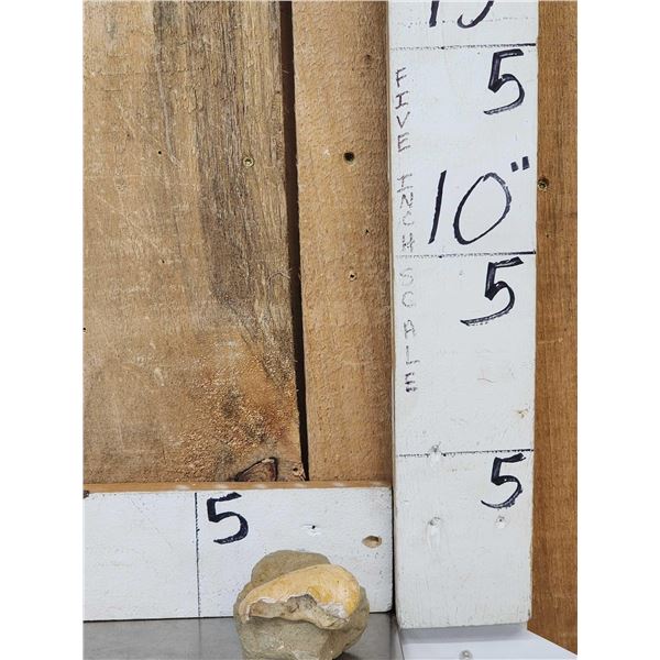 Fossilized Whale Inner Ear Bone On Host Rock