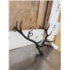 Image 3 : Vic Lemmon Bronze Elk Skull Sculpture