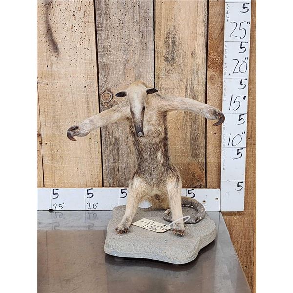 Tamandua Ant Eater Full Body Taxidermy Mount